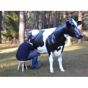 Mjölkko Amelia i naturlig storlek 270 cm (Holstein) – Med 19L tank för mjölkning