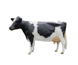 Mjölkko Amelia i naturlig storlek 270 cm (Holstein) – Med 19L tank för mjölkning