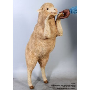 Merino Får, Stående, 109 cm