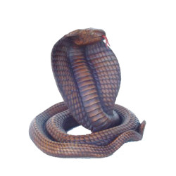 BRUN COBRA 51 CM