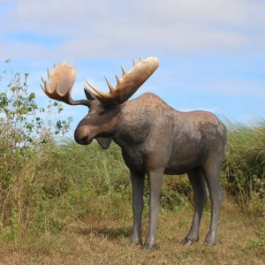 ÄLG I NATURLIG STORLEK 235 CM “HYR ELLER KÖP” 