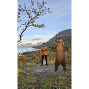 BRUNBJÖRN SOM STÅR UPP I NATURLIG STORLEK 240 CM "HYR ELLER KÖP"