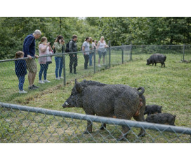 Naturtrogen Vildsvin Skulptur (130 cm) – Glasfiberfigur i Naturlig Storlek