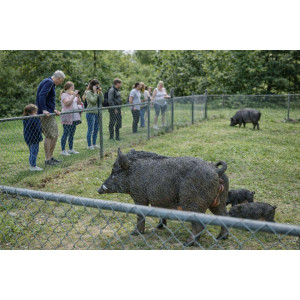 Naturtrogen Vildsvin Skulptur (130 cm) – Glasfiberfigur i Naturlig Storlek