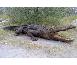 Gigantisk Krokodil Skulptur 320 cm | Naturlig Storlek | Miljövänlig Akryl