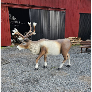 REN I NATURLIG STORLEK 200 CM HYR ELLER KÖP