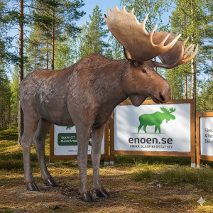 ÄLG I NATURLIG STORLEK - MED ELLER UTAN REKLAM