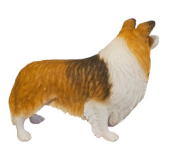 SHETLAND SHEEPDOG “ENGELSK SHELTIE” I NATURLIG STORLEK 81 CM “HYR ELLER KÖP” 