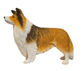 SHETLAND SHEEPDOG “ENGELSK SHELTIE” I NATURLIG STORLEK 81 CM “HYR ELLER KÖP” 