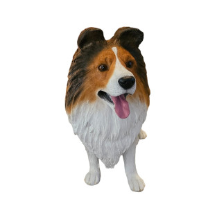 SHETLAND SHEEPDOG “ENGELSK SHELTIE” I NATURLIG STORLEK 84 CM “HYR ELLER KÖP”