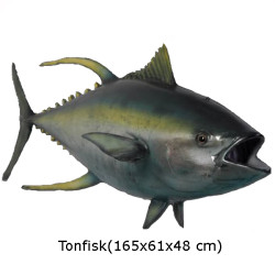 TONFISK 165 CM