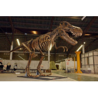 Dinosaurie T-Rex Fossil  Skelett  8,8 m ”Begär offert”