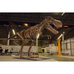 Dinosaurie T-Rex Fossil  Skelett  8,8 m ”Begär offert”