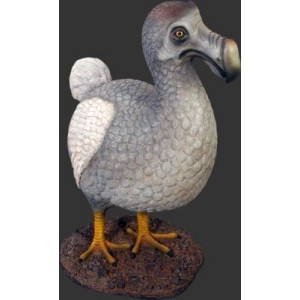 Dront (Dodofågel utdöd ungefär på 1600-talet) 94 cm